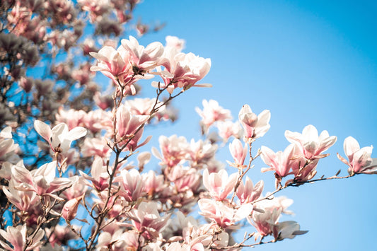 Frühling & Frühjahrsmüdigkeit bei Reizdarm